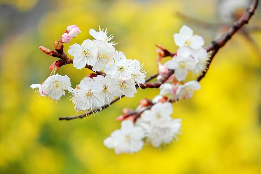 金沙縣化覺(jué)鎮(zhèn)前順村綻放的櫻桃花。陳亮攝