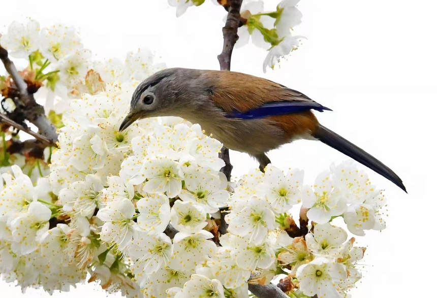 金沙縣化覺(jué)鎮(zhèn)前順村綻放的櫻桃花。陳亮攝