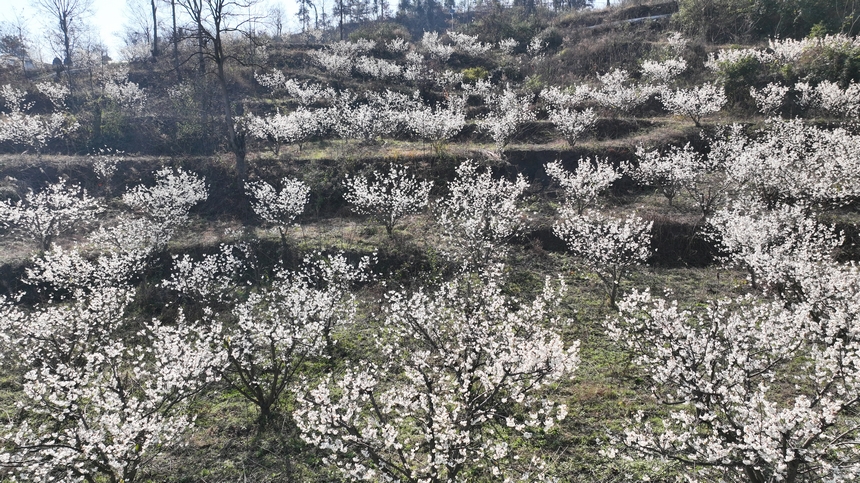 金沙縣化覺(jué)鎮(zhèn)前順村綻放的櫻桃花。陳亮攝