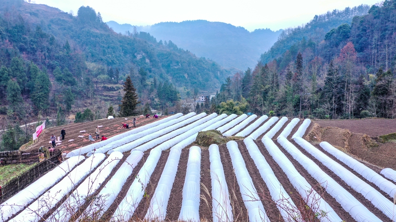 奏響“春耕曲”，紅薯育苗忙。