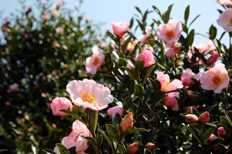油茶花開。