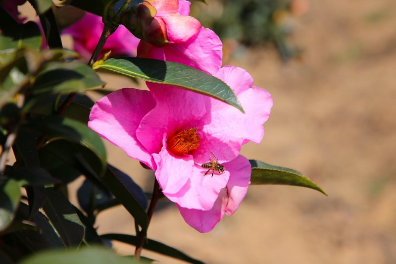蜜蜂飛舞。