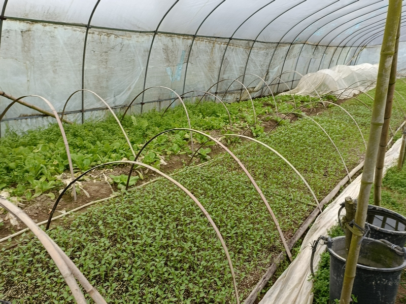 大棚里的辣椒苗。