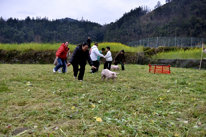 村民在榕江縣寨蒿鎮(zhèn)平堡村參加“趕豬歸圈”活動。