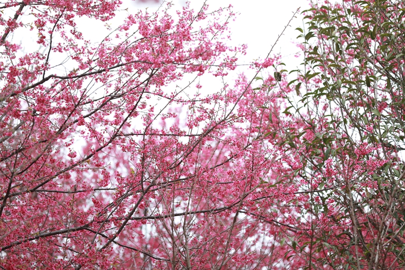 清鎮紅楓湖畔早櫻盛開。