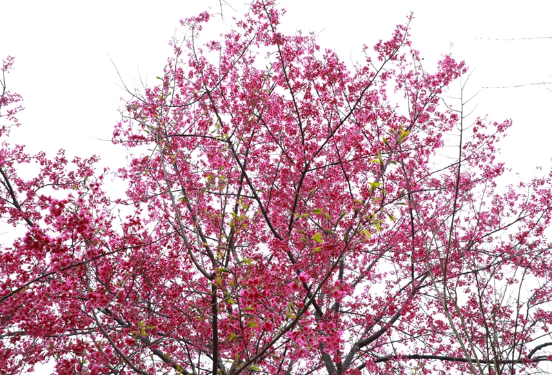 清鎮(zhèn)紅楓湖畔早櫻盛開。