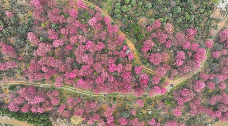 清鎮紅楓湖畔早櫻盛開。