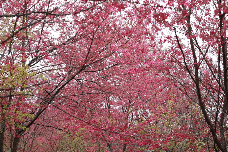 清鎮(zhèn)紅楓湖畔早櫻盛開。