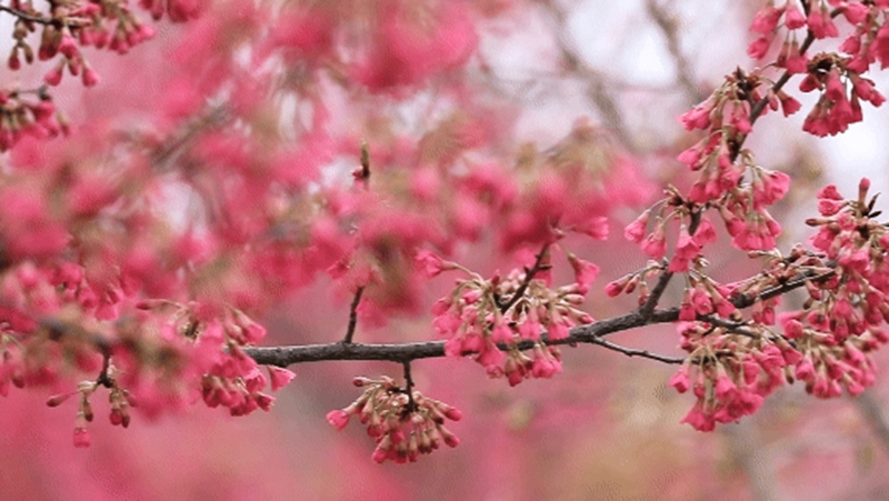 6、綻放的櫻花 。.jpg