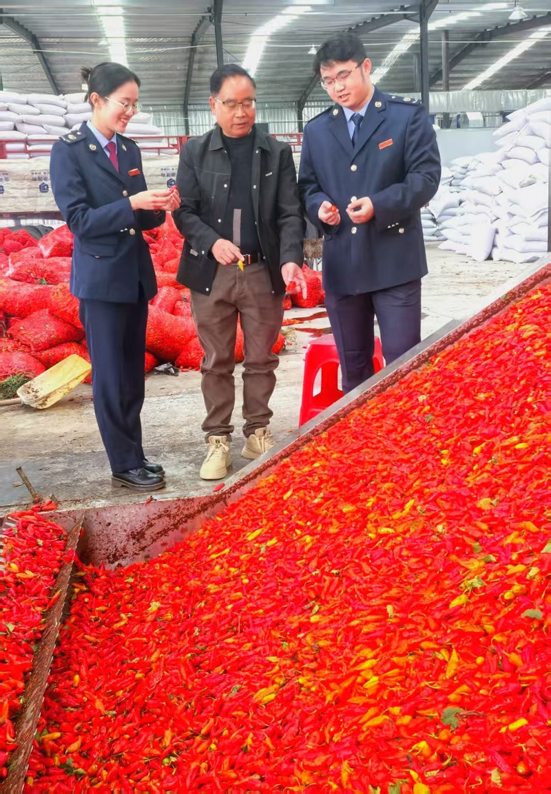 稅務人員在貴州萬億生物科技有限公司調研辣椒烘干情況,宣傳固定資產購進稅前扣除政策。
