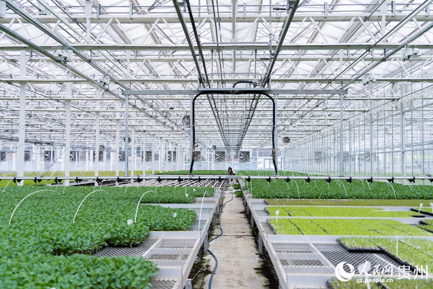 楠木渡蔬菜種苗繁育中心的育苗棚。人民網(wǎng)記者 涂敏攝