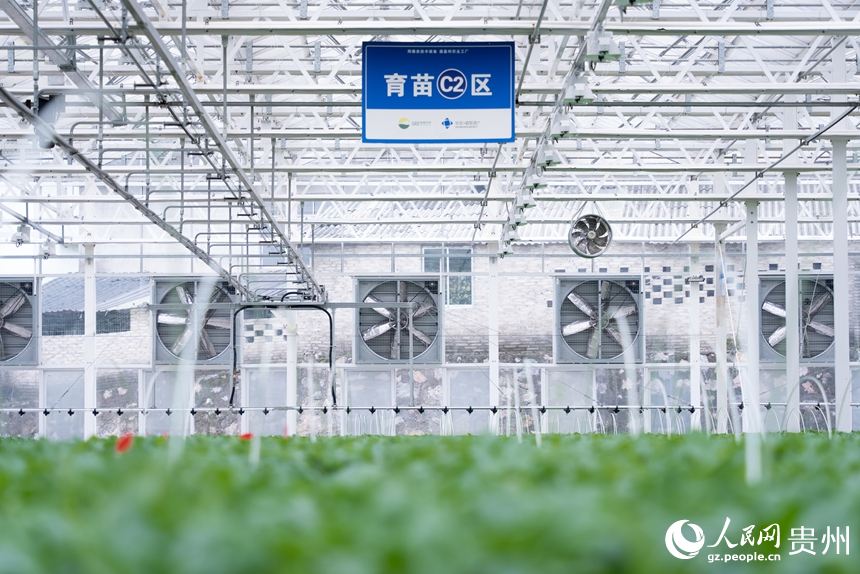 楠木渡蔬菜種苗繁育中心的育苗棚。人民網記者 涂敏攝