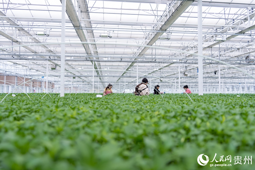 工人們正挑選著即將移栽的蔬菜種苗。人民網記者 涂敏攝