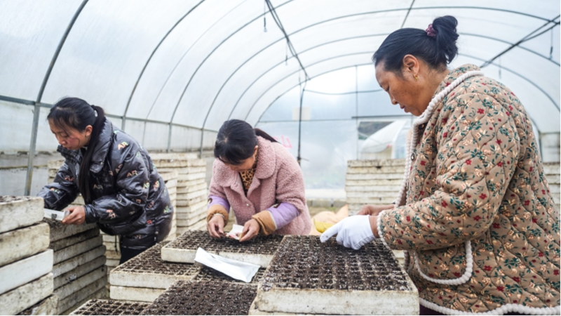 大棚里村民有條不紊地開展辣椒育苗工作 (1).jpg