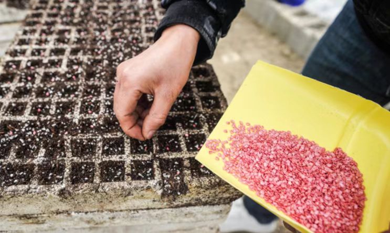 大棚里村民有條不紊地開展辣椒育苗工作 (2).jpg