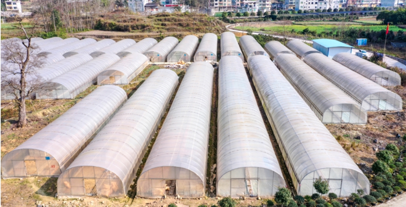 甘溪鎮辣椒育苗大棚.jpg