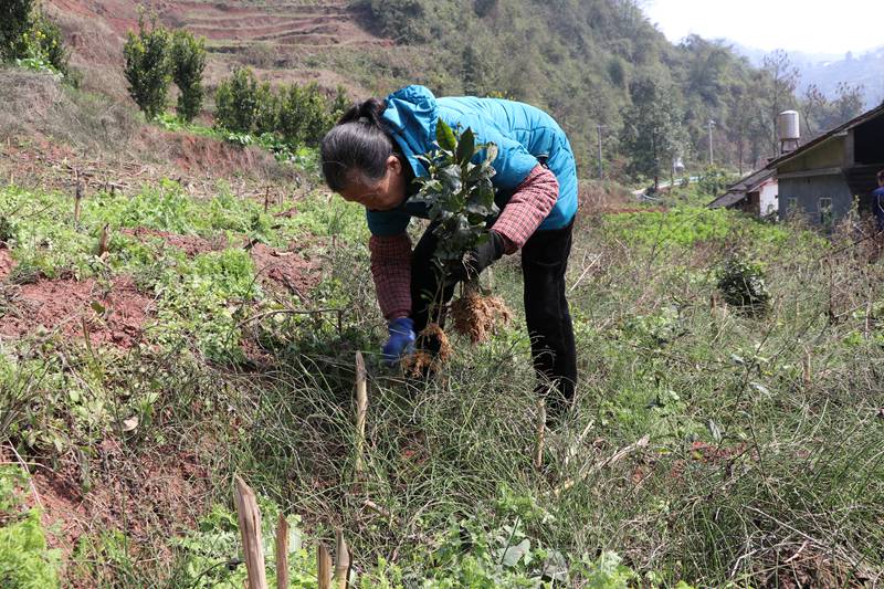 太極村村民在栽種新茶。