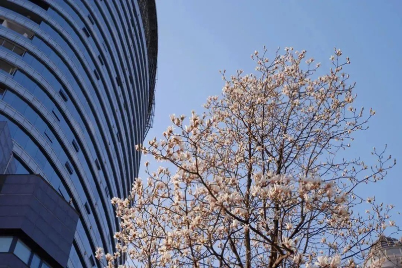 春日尋芳，花漾南明。