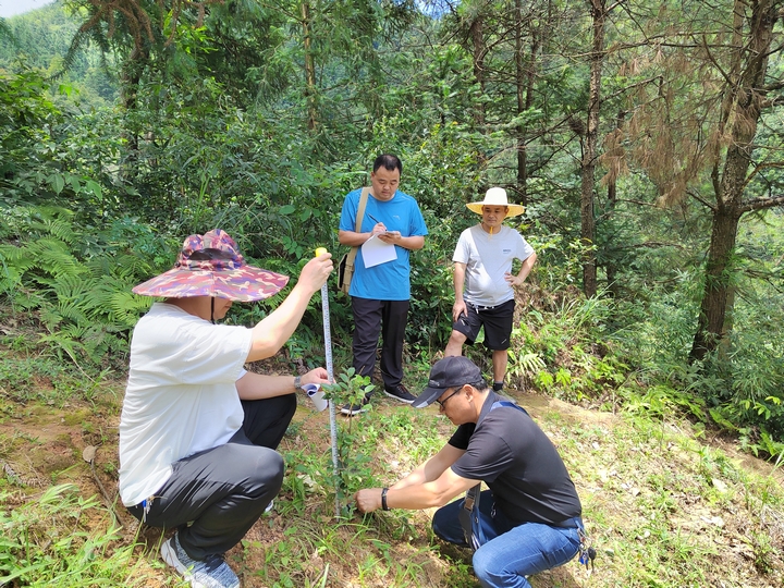 開展油茶苗木生長調查研究.jpg