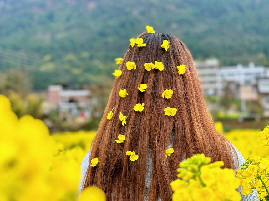 發絲綴黃花，沉醉在習水程寨油菜花海中。
