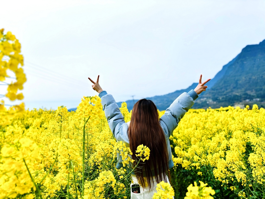 游客于習(xí)水程寨花海舒展雙臂，擁抱爛漫春天。