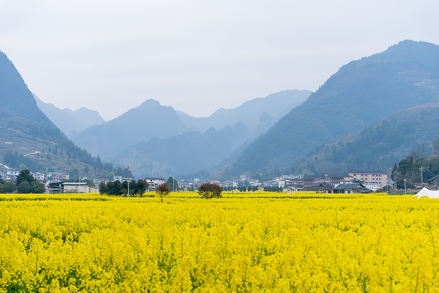 盛開的油菜花與遠處的群山同框。人民網記者 涂敏攝