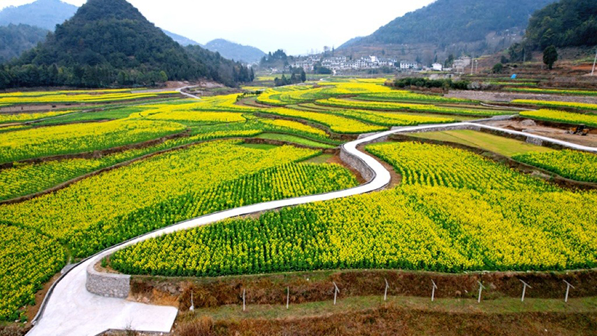 修文大地:金黃調(diào)色板 讓鄉(xiāng)村從畫中走來。