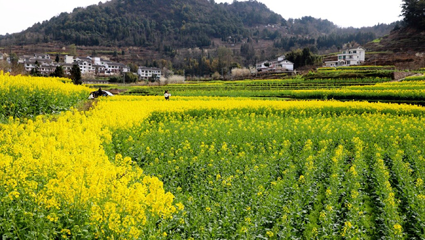 修文大地:金黃調色板 讓鄉村從畫中走來。