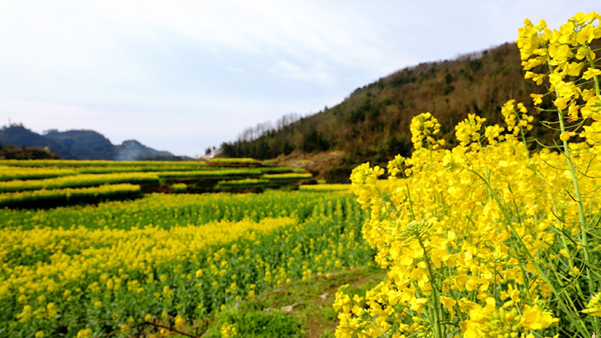 修文大地:金黃調色板 讓鄉村從畫中走來。