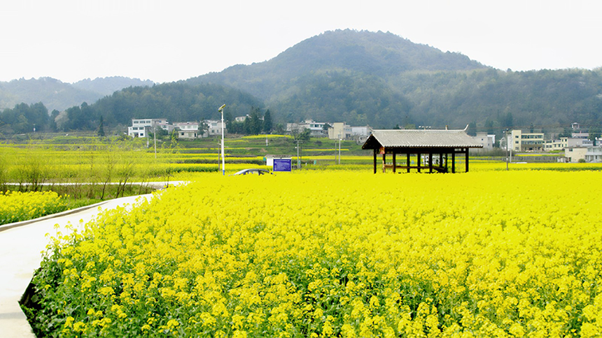 修文大地:金黃調色板 讓鄉村從畫中走來。