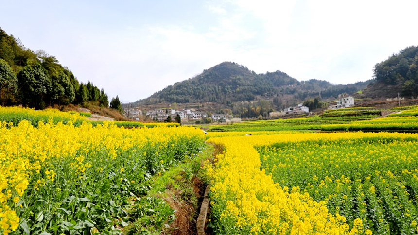 修文大地:金黃調色板 讓鄉村從畫中走來。