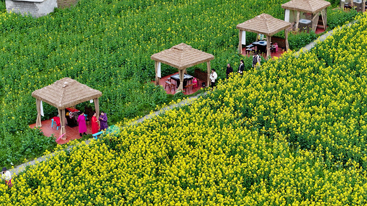 3、市民游客前去賞花。