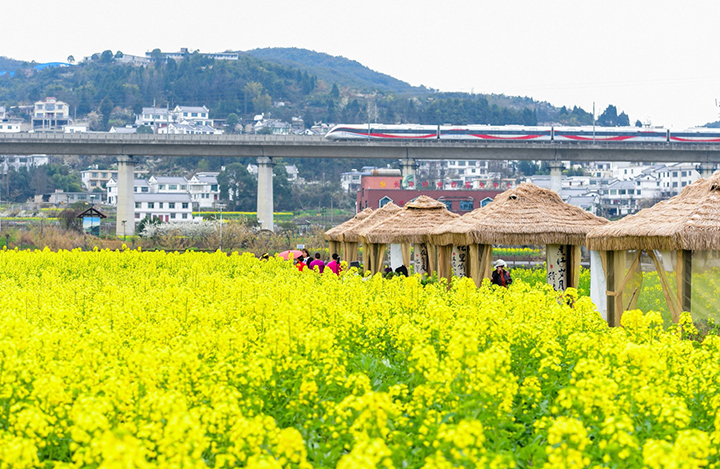 4、盛開的油菜花。