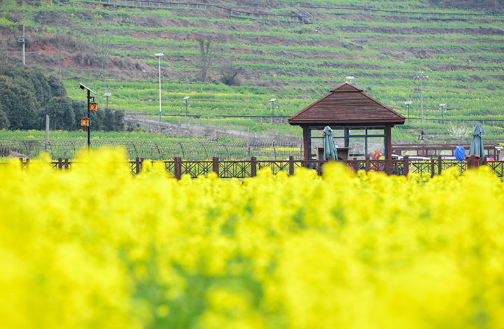 10、金黃的花海。