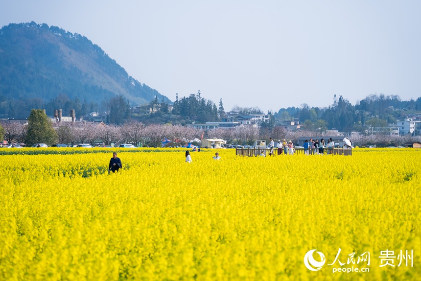 游客在油菜花田中賞花拍照。人民網(wǎng)記者 涂敏攝