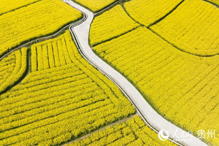 航拍貴定縣“金海雪山”景區盛開的油菜花。人民網記者 涂敏攝