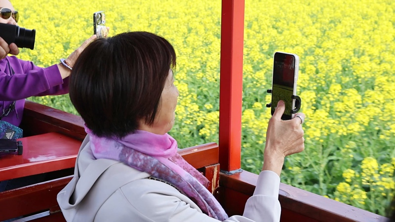 乘坐小火車愜意看花海。
