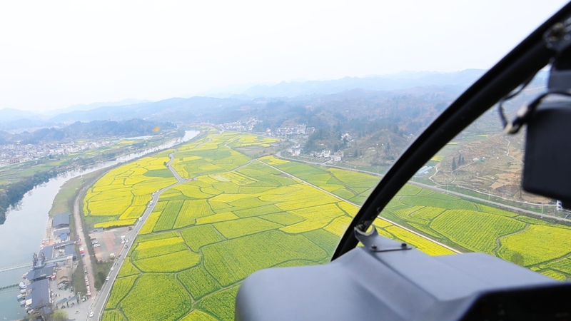 直升機看花海。