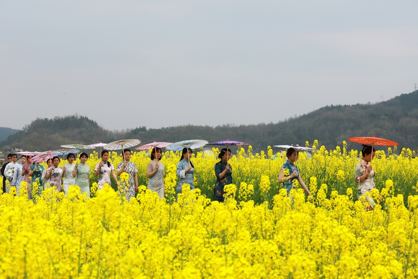 旗袍秀。楊家孟攝