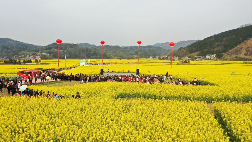 油菜花節活動現場。楊家孟攝