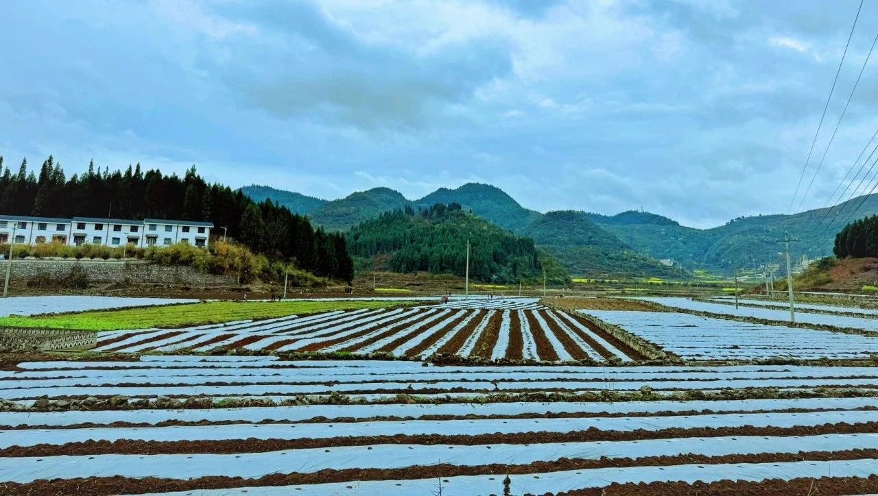 圖為茄子種植基地。