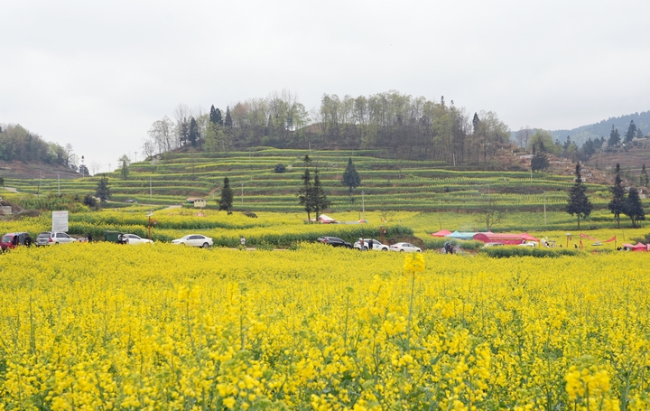 2025年3月29日，貴州省畢節市納雍縣樂治鎮千畝油菜花基地，車水馬龍。 楊英 攝.jpg