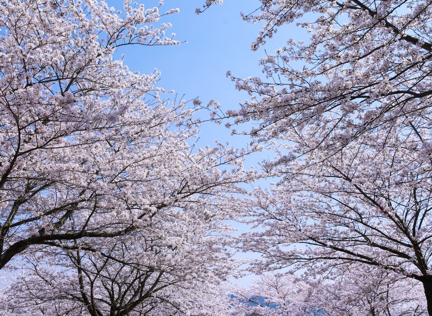 清鎮市紅楓湖畔 櫻花綻放。