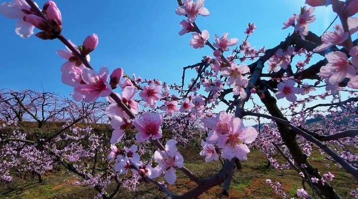 2 圖為桃花灼灼，漫山遍野。圖片由甕安融媒提供.jpeg