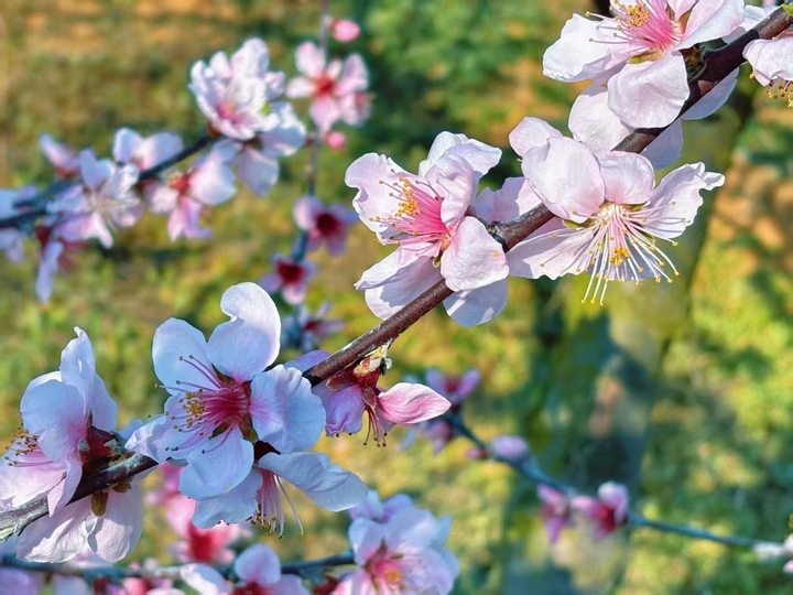 3 圖為桃花朵朵，燦若云霞。圖片由甕安融媒提供.jpg