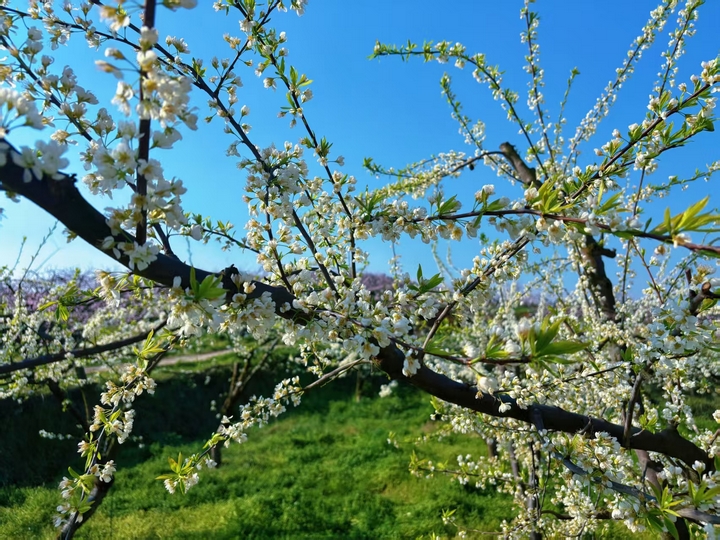 4 圖為李花在暖陽下競相綻放。圖片由甕安融媒提供.jpeg