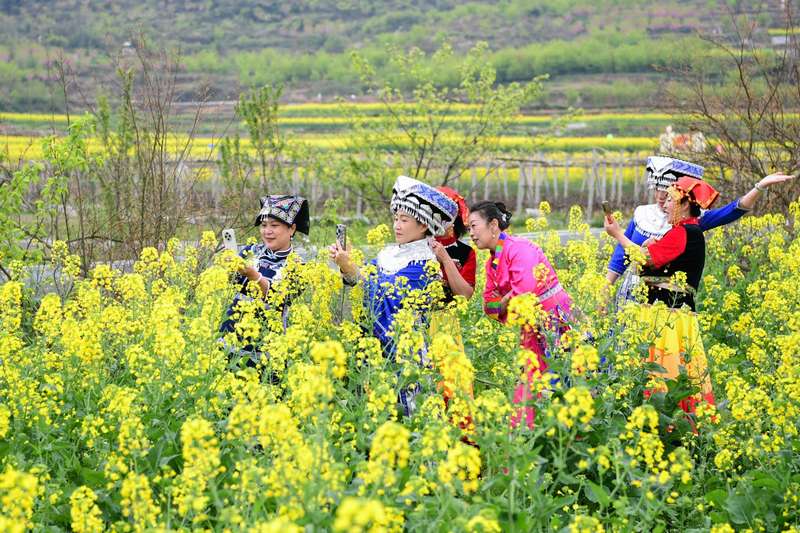 大家拍下盛開的油菜花。