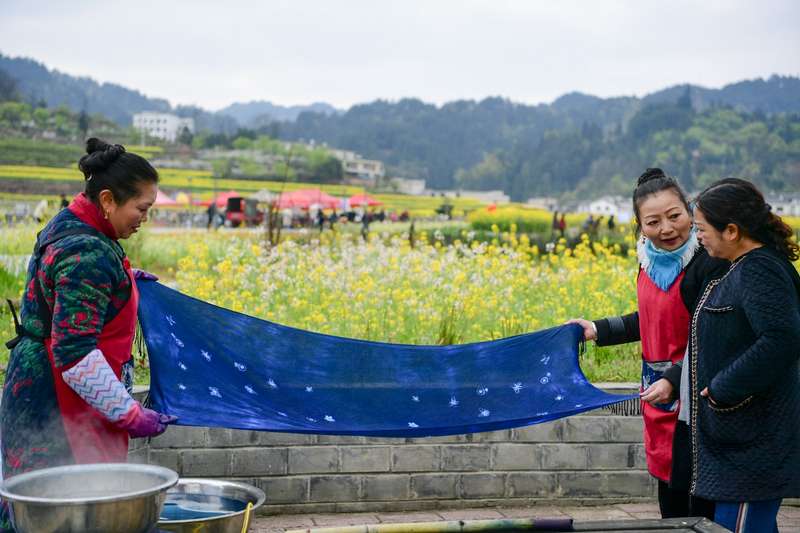 扎染的靛藍與油菜花的金黃相映成趣。