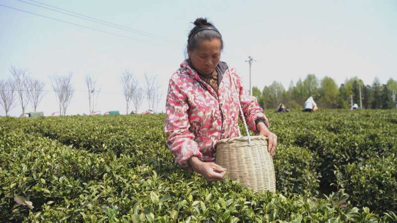 4月1日，松桃苗族自治縣普覺(jué)鎮(zhèn)萬(wàn)畝茶園村民正在采明前茶。任濤攝
