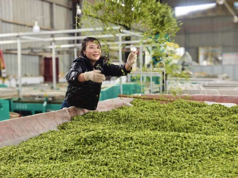 4月1日，松桃一誠(chéng)茶業(yè)有限公司制茶車(chē)間負(fù)責(zé)人楊萍正在攤茶。任濤攝